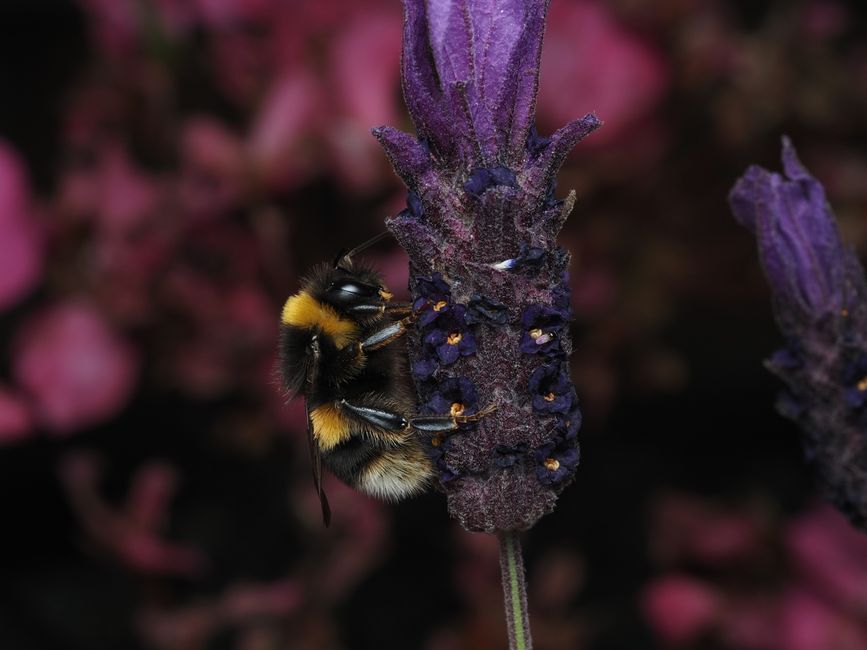 A close-up of a bumblebee with black and yellow fuzzy body collecting nectar from a purple lavender flower. The lavender has a tall, slender stem with a dense spike of small purple blossoms covered in
