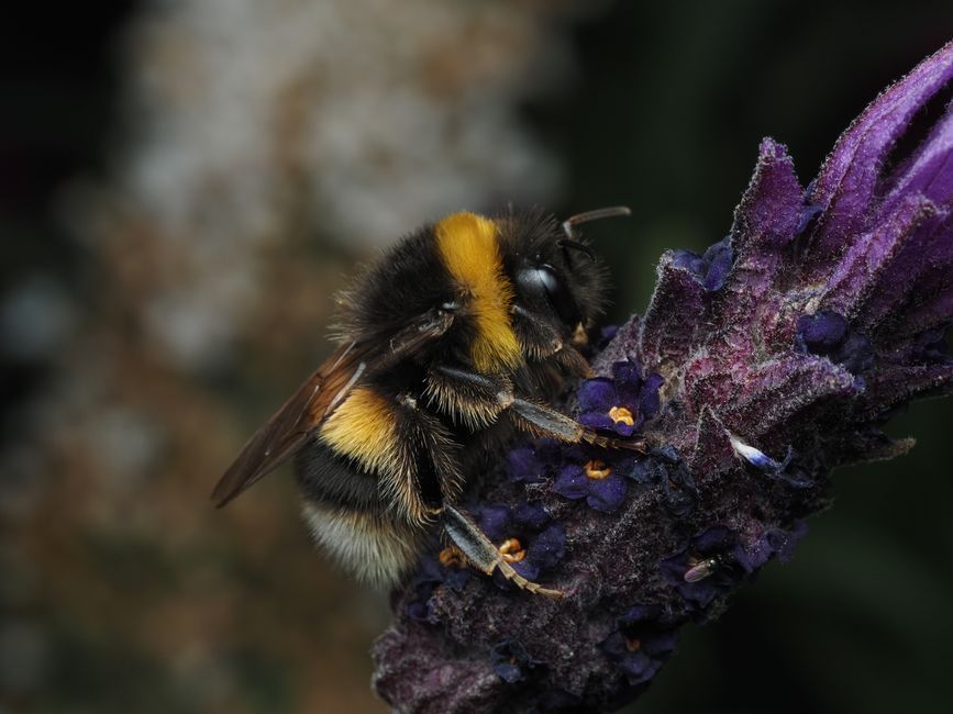 A close-up of a bumblebee with black and yellow fuzzy body collecting nectar from a purple lavender flower. The lavender has a tall, slender stem with a dense spike of small purple blossoms covered in